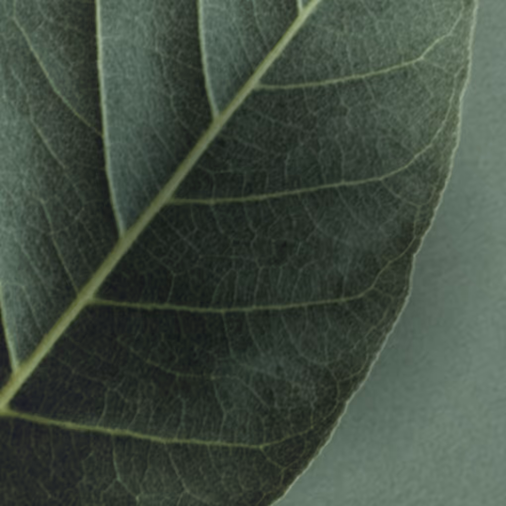 Close-up of a dark green leaf showing its detailed veins and texture.