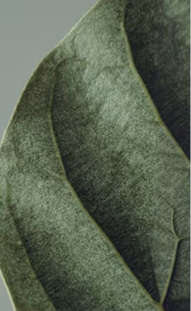 Close-up of two overlapping green leaves showing texture and veins.