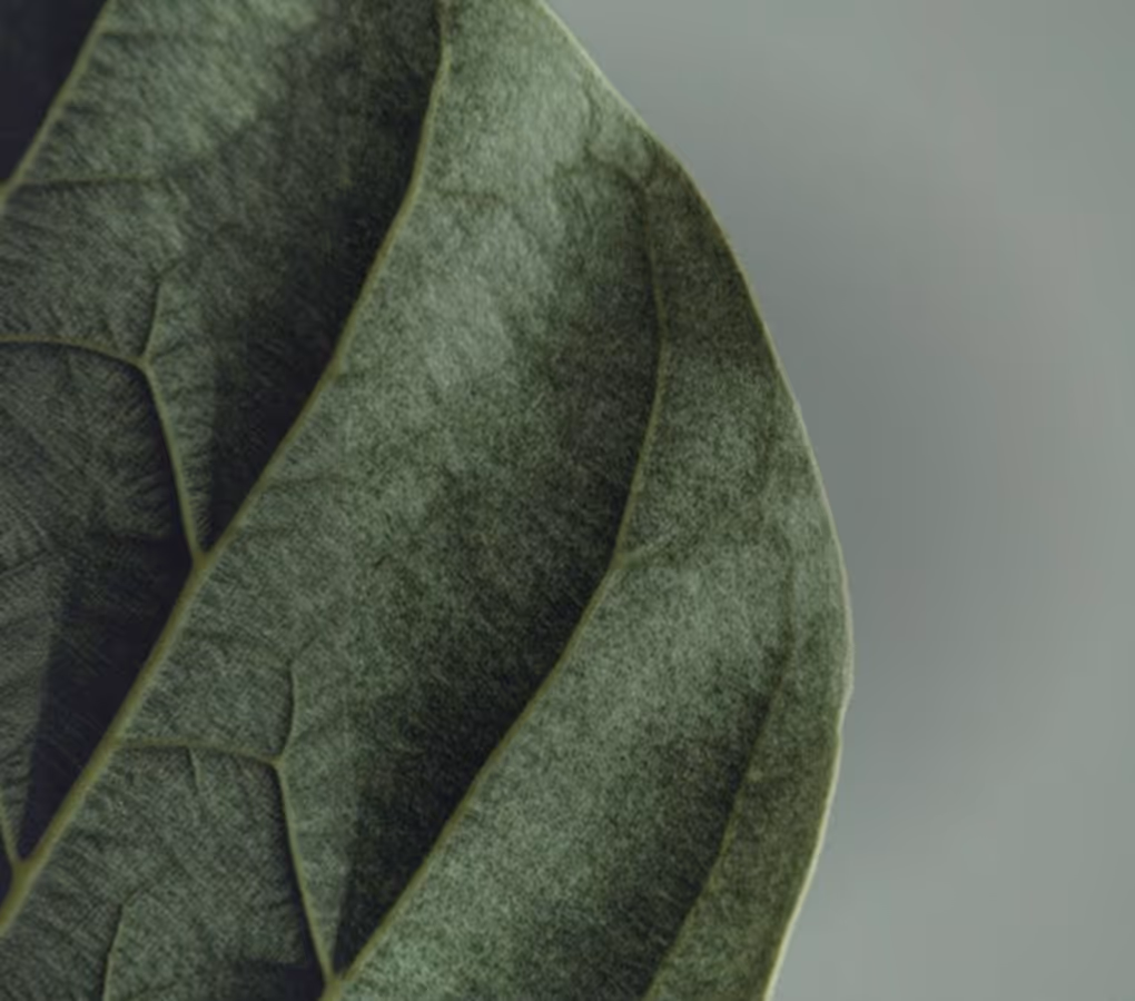 Close-up of textured green leaves with visible veins on a gray background.