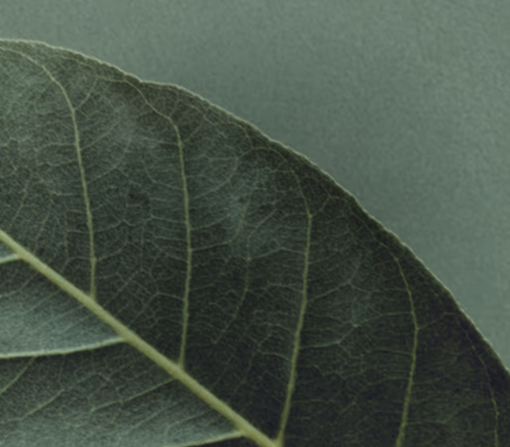 Close-up of a green leaf showing detailed veins and texture on a green background.